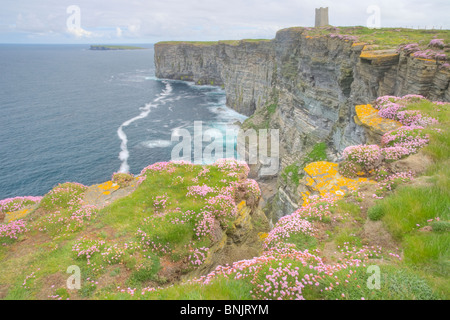 Sparsamkeit bedeckt Klippen Armeria Maritima Marwick Head RSPB Reserve Gebäude ist Kitchener Denkmal Mainland Orkney LA005242 Stockfoto