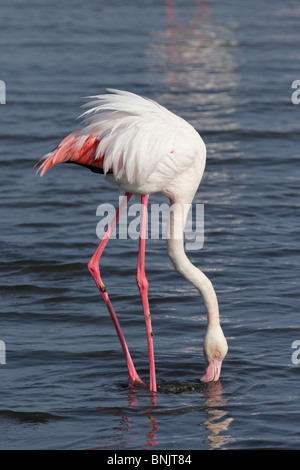 Auf der Suche nach Nahrung im seichten Wasser an der namibischen Küste Rosaflamingo (Phoenicopterus Ruber) Stockfoto