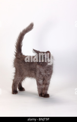 Sibirische Waldkatze, Kätzchen, 3 Monate, Blau-Silber / Sibirische Katze, Sibirien Stockfoto