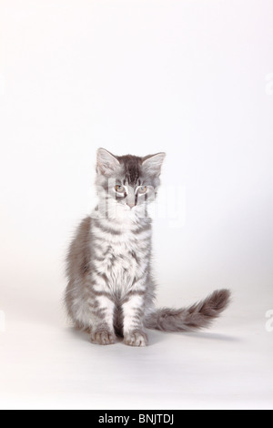 Sibirische Waldkatze, Kätzchen, 3 Monate, Blau-Silber-Tabby / Sibirische Katze, Sibirien Stockfoto
