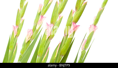 Rosa Gladiolen isoliert auf weiss; Diagonale Komposition Stockfoto