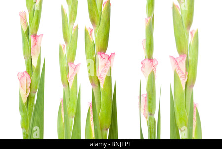 Rosa Gladiolen isoliert auf weiss; vertikale Anordnung Stockfoto