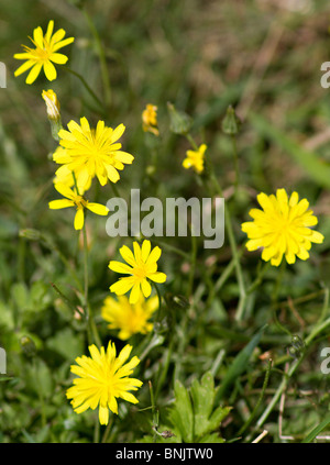 Glatte Falken Bart (Crepis capillaris) Gelber Wildblumen in voller Blüte im Sommer. Sussex, UK Stockfoto