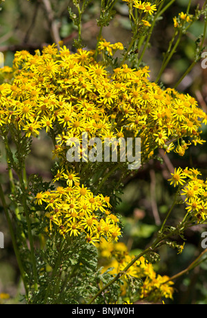 Common Ragwort (Cardamine pratensis) in Blüte im Sommer Stockfoto