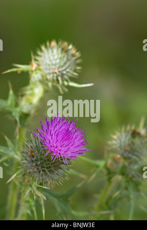 Speer Thistle (Cirsium vulgare) in voller Blüte im Sommer. Sussex, UK Stockfoto