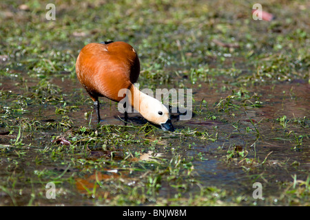 Ruddy Brandgans, bekannt als die Brahminy Ente (Tadorna Ferruginea) liegt in einem Park. Stockfoto