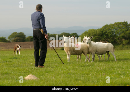 "Ein Mann und sein Hund" ein Hirte im Wettbewerb mit Sheepdog Trials auf einer Farm in West wales UK Stockfoto