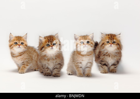 British Longhair Katzen und British Kurzhaar Katzen, Kätzchen, 8 Wochen / Highlander, Flachland, Britanica Stockfoto