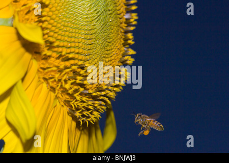 Honey Bee trifft Sonnenblumen Pflanze Stockfoto