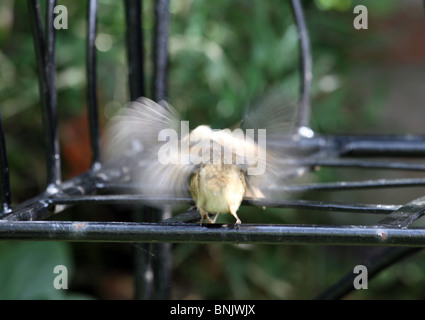 Robin Küken Erithacus Rubecula von Eltern einen Tag nach Verlassen des Nestes gefüttert Stockfoto