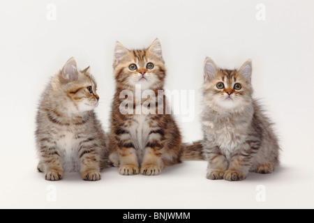 British Longhair Katzen und British Kurzhaar Katzen, Kätzchen, 10 Wochen / Highlander, Flachland, Britanica Stockfoto