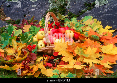 Äpfel im Korb auf gefallenen Herbst Blätter über Outdoor-Felsen und Rasen Stockfoto