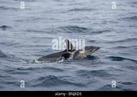 Kurzer Schnabel Gemeinen Delphin, Delphinus Delphis, Gemeiner Delfin, Pico Azoren, Portugal, wilden, jungen Kalb mit Mutter auftauchen Stockfoto