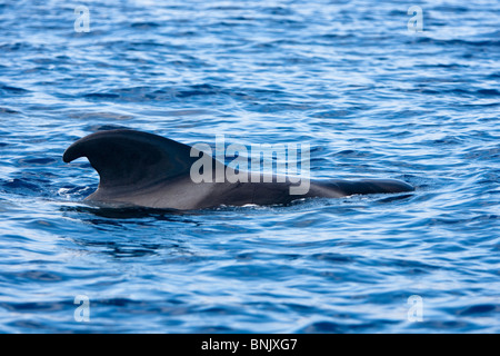 Kurz-finned Pilotwal, Globicephala Macrorhynchus, Grindwal, Pico, Azoren, Portugal, Rückenflosse Stockfoto