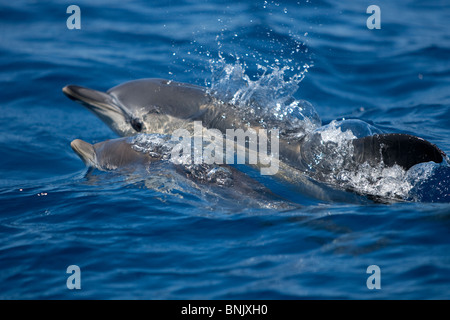 Kurzer Schnabel Gemeinen Delphin, Delphinus Delphis, gemeinen Delfin, Pico Azoren, Portugal, Wild, Mutter und Kalb auftauchen Stockfoto