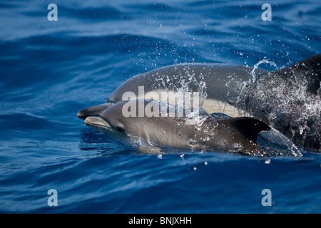 Kurzer Schnabel Gemeinen Delphin, Delphinus Delphis, gemeinen Delfin, Pico Azoren, Portugal, Wild, Mutter und Kalb auftauchen Stockfoto