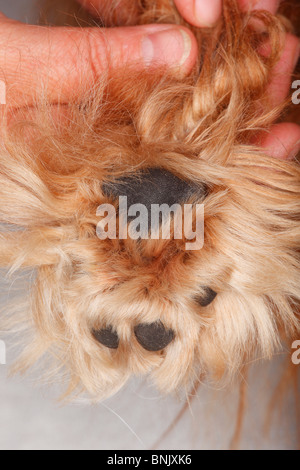 Hundepfote, Kugeln von Fuß, Cavalier King Charles Spaniel, Ruby / behaarte Stockfoto