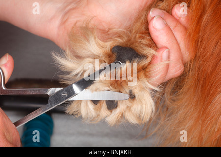 Hundepfote, schneiden Haare zwischen den Kugeln der Fuß, Cavalier King Charles Spaniel, Ruby / behaart, Schere Stockfoto