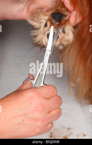 Hundepfote, schneiden Haare zwischen den Kugeln der Fuß, Cavalier King Charles Spaniel, Ruby / behaart, Schere Stockfoto