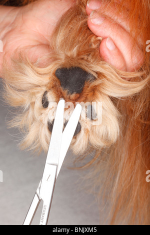 Hundepfote, schneiden Haare zwischen den Kugeln der Fuß, Cavalier King Charles Spaniel, Ruby / behaart, Schere Stockfoto