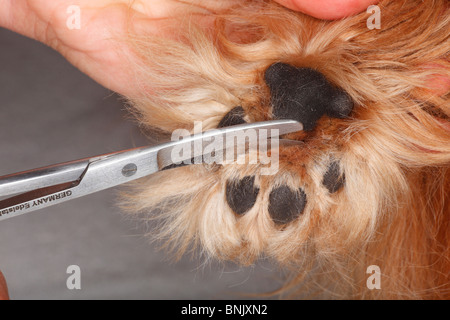 Hundepfote, schneiden Haare zwischen den Kugeln der Fuß, Cavalier King Charles Spaniel, Ruby / behaart, Schere Stockfoto