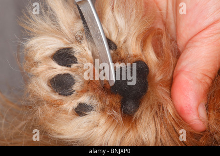Hundepfote, schneiden Haare zwischen den Kugeln der Fuß, Cavalier King Charles Spaniel, Ruby / behaart, Schere Stockfoto