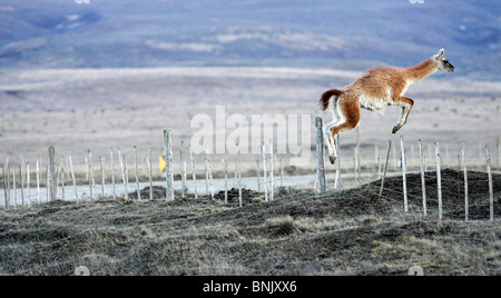 Guanako (Lama Guanicoe) springt über einen Zaun in der Nähe von Torres del Paine, Chile, Südamerika sept.18, 2005 auf. Stockfoto