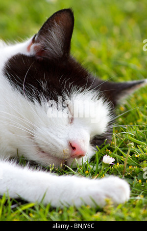 Eine erwachsene männliche Schwarze und Weiße Hauskatze (Felis catus) draussen schlafen auf Gras Stockfoto