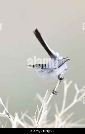 Schwarz-angebundene Gnatcatcher Stockfoto