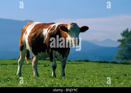 nicht so doll Stier auf der grünen Wiese Stockfoto