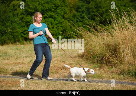 Frau mit Parson Russell Terrier Hund an der Leine ziehen / Parson Jack Russell Terrier, ein Spaziergang Stockfoto