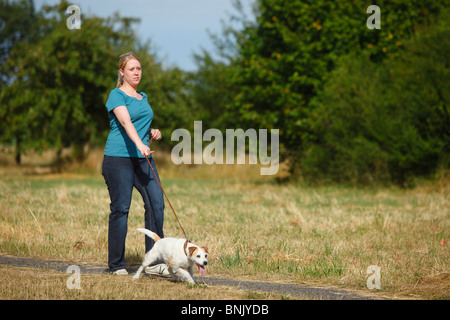 Frau mit Parson Russell Terrier Hund an der Leine ziehen / Parson Jack Russell Terrier, ein Spaziergang Stockfoto