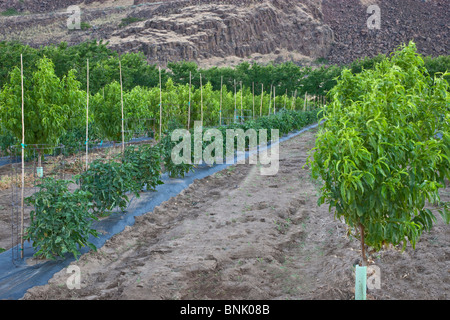 Zwischenfrüchten, junge Nektarine Obstgarten, Tomatenpflanzen Stockfoto