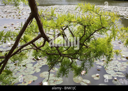 Der Ast eines Baumes hängt über einen Seerosenteich in Sheffield Park Garden Stockfoto