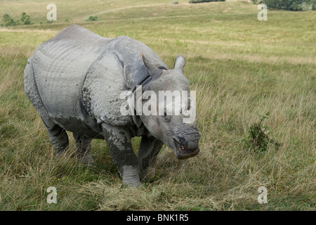 Mehr einem gehörnten asiatische Rhinoceros. Rhinoceros Unicornis. Gefährdete Tiere in der Wildnis, Cumberland, Ohio, USA. Stockfoto