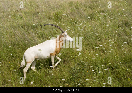 Scimitar-gehörnter Oryx. Oryx Dammah. Gefährdete Tiere in der Wildnis, Cumberland, Ohio, USA. Stockfoto