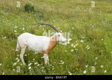 Scimitar-gehörnter Oryx. Oryx Dammah. Gefährdete Tiere in der Wildnis, Cumberland, Ohio, USA. Stockfoto