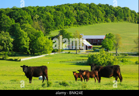 Rinder grasen auf Bauernhof in der Nähe von Middlebrook im Shenandoah Valley, Virginia, USA Stockfoto