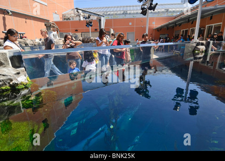 Kelpwald Exponat auf der California Science Center Neubau Ökosysteme. Stockfoto