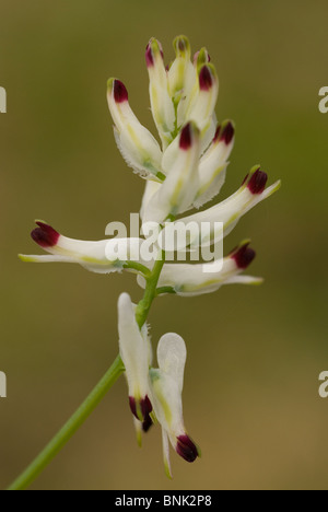 Weiße Ramping Erdrauch (Fumaria Capreolata) Stockfoto