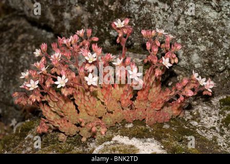 Weiße Fetthenne (Sedum Album) Stockfoto