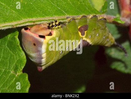 Puss Moth Raupe auf Kilmarnock Willow Stockfoto