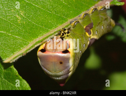 Puss Moth Raupe auf Kilmarnock Willow Stockfoto