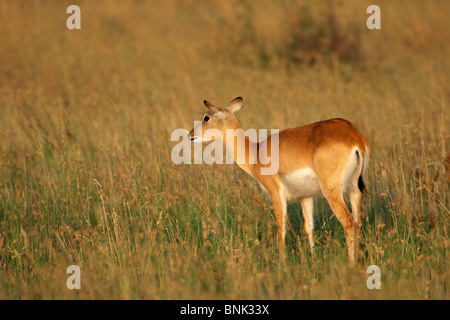 Weibliche rote Lechwe-Antilopen (Kobus Leche), Südliches Afrika Stockfoto