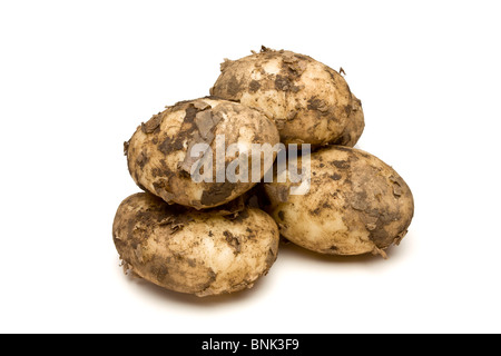 Lincoln Frühkartoffeln aus niedrigen Perspektive auf weißen Hintergrund isoliert. Stockfoto