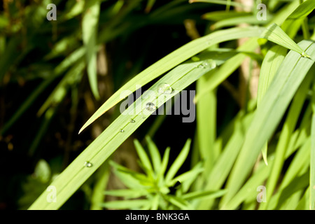 Tautropfen mit flachen Fokus in der Morgensonne glänzen. Stockfoto