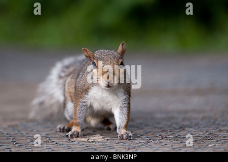 Ein wachsames graues Eichhörnchen, Sciurus carolinensis, das über irgendeine Holzdiele herumläuft. Das Eichhörnchen hat angehalten, um für das Bild zu posieren. Aufgenommen in Wales, Stockfoto