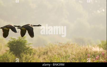 Paar von Kanadagänse fliegen bei Brandon Marsh Stockfoto