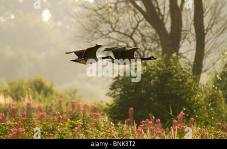 Paar von Kanadagänse bei Sonnenaufgang am Brandon Marsh Stockfoto