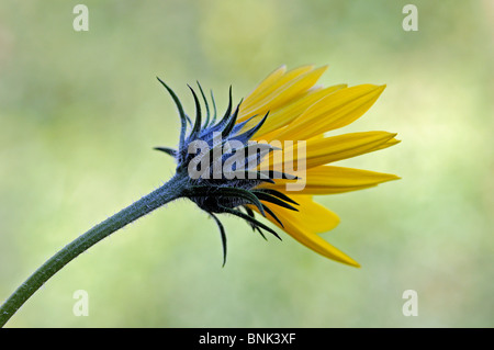 Nahaufnahme von der gelben Blume von Topinambur Helianthus tuberosus Stockfoto